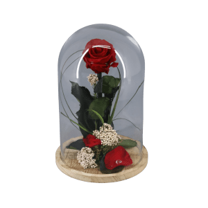 Cúpula con una Rosa Roja preservada