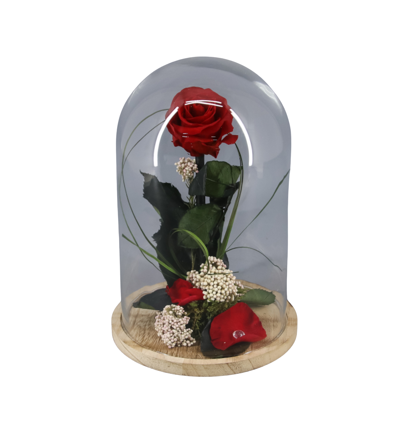 Cúpula con una rosa roja preservada Cúpula con una Rosa Roja preservada