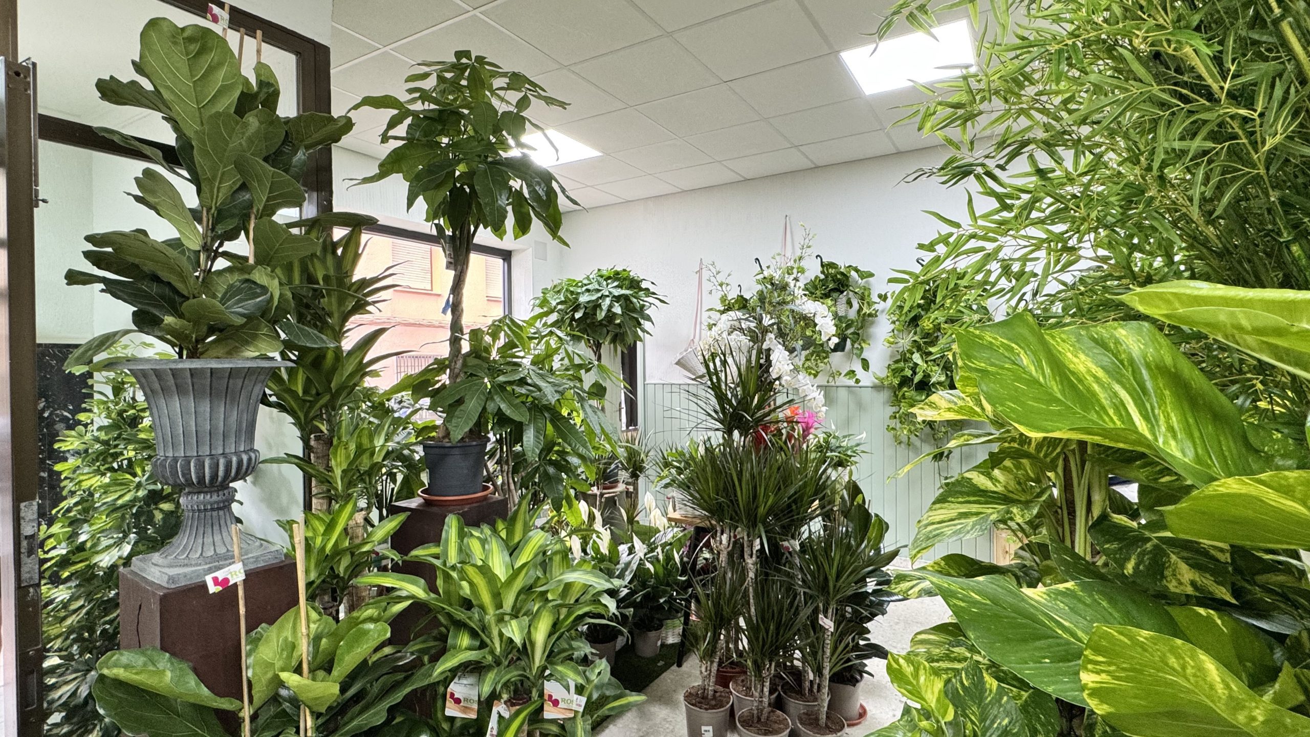 Rosi Floristas - Inauguraci&oacute;n establecimiento Corral de Almaguer 05.jul.2025 (5)