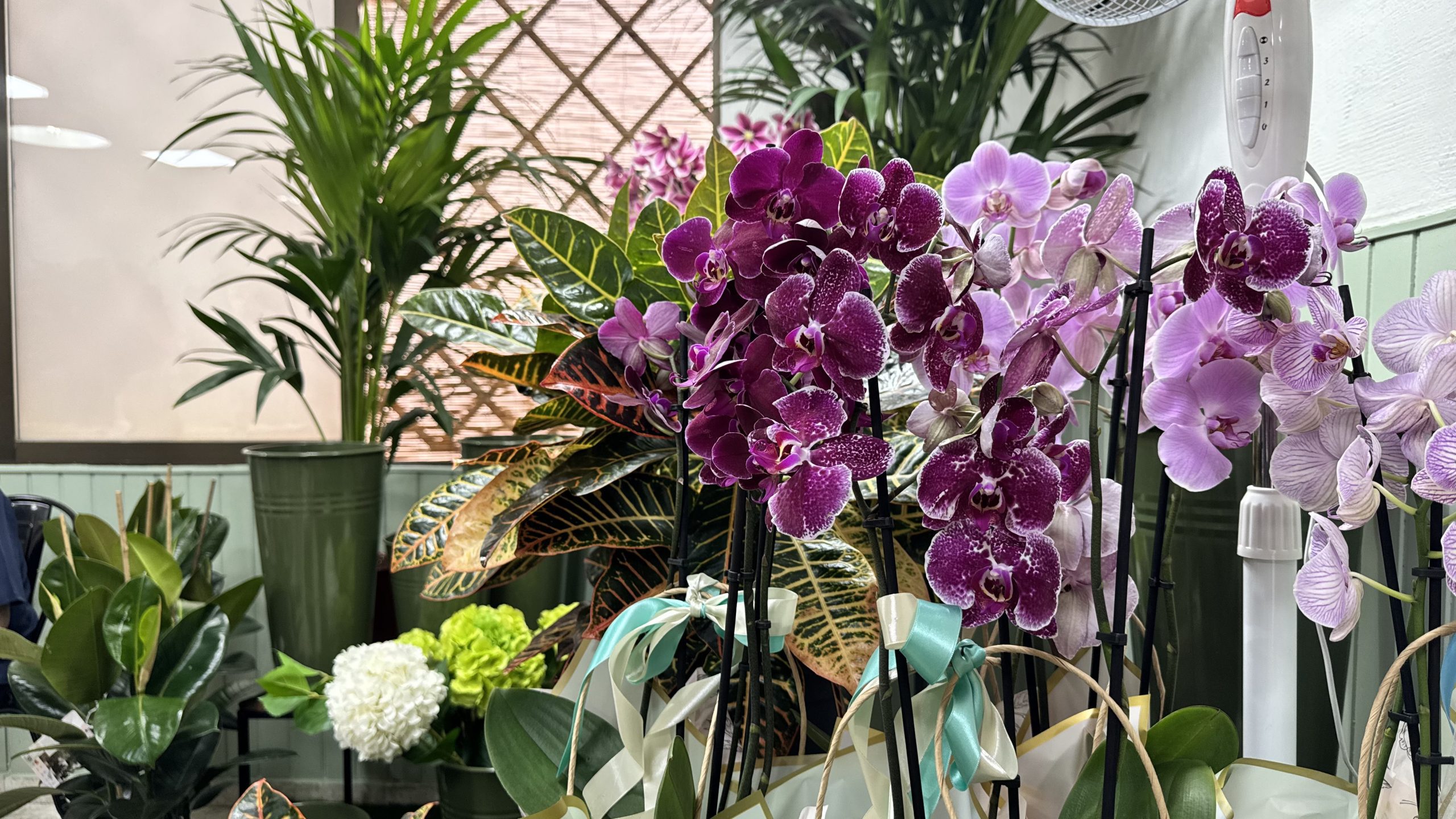 Rosi Floristas - Inauguraci&oacute;n establecimiento Corral de Almaguer 05.jul.2025 (9)