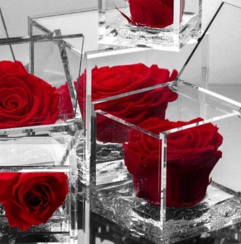 FLOWERCUBE - UN MUNDO DE BELLEZA