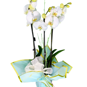 Orquidea "Blanca"